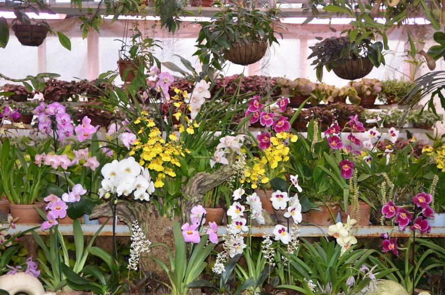 Открылась обновлённая экспозиция орхидей