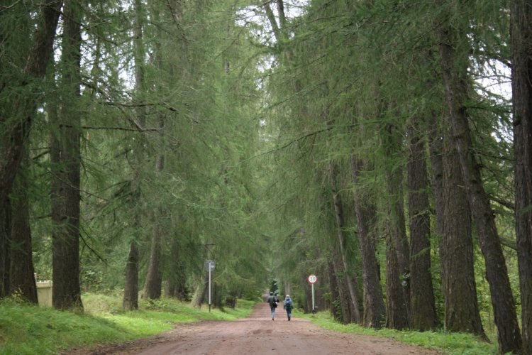 Ржевский лесопарк фото