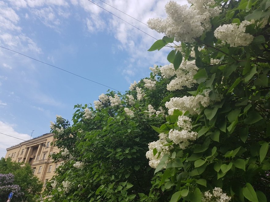 Андрей громов сирень фото