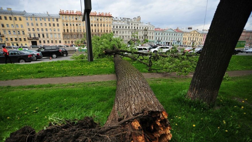 Петербург фото дерева Тропический Петербург: как жители города страдали во время аномальной жары Blog 