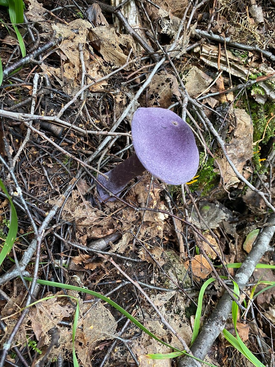 Паутинник фиолетовый (Cortinarius violaceus) фото и описание