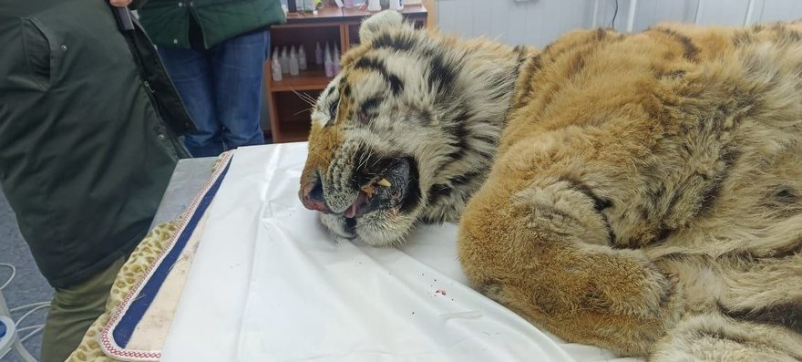 Хромающего амурского тигра привезут из Приморья в хоспис под Петербургом