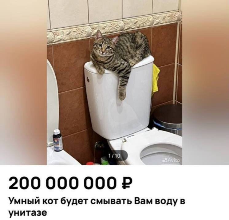 Кота, смывающего воду в унитазе, продают в Девяткино за 200 млн рублей.