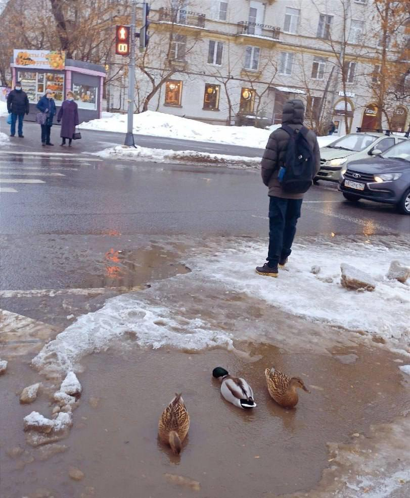 閭 Дикие уточки обосновались в лужице возле метро «Черная речка».