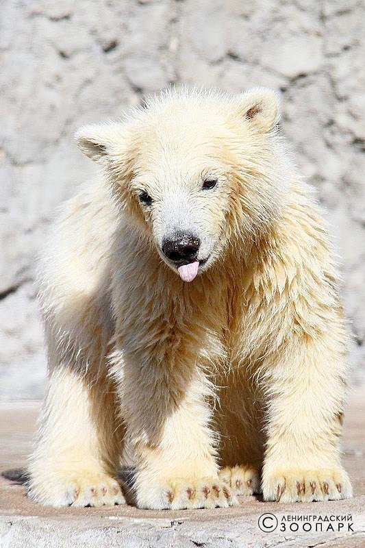 Bear name. Собака похожая на белого медведя. Клички белым медведям. Собака белый медведь. Большие белые собаки похожие на медведя.