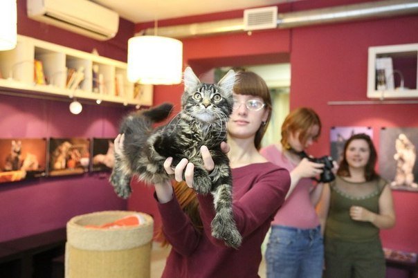 Музей кошки рядом с Петербургом: оправданы ли негативные отзывы