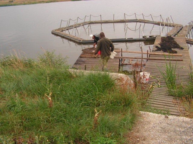 Овощная ферма в ленинградской области